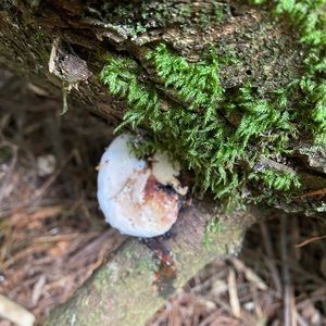 Meet your Posher, Janet